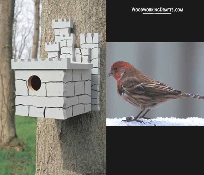 43 House Finch Bird House Finished Design